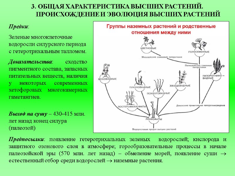 3. ОБЩАЯ ХАРАКТЕРИСТИКА ВЫСШИХ РАСТЕНИЙ. ПРОИСХОЖДЕНИЕ И ЭВОЛЮЦИЯ ВЫСШИХ РАСТЕНИЙ  Предки:  Зеленые